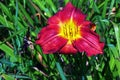 Blooming daylily flowers or Hemerocallis flower, close-up on a sunny day. Hemerocallis Black Falcon Ritual. The beauty of an