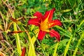 Blooming daylily flowers or Hemerocallis flower, close-up on a sunny day. Hemerocallis Black Falcon Ritual. The beauty of an