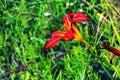 Blooming daylily flowers or Hemerocallis flower, close-up on a sunny day. Hemerocallis Black Falcon Ritual. The beauty of an