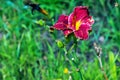 Blooming daylily flowers or Hemerocallis flower, close-up on a sunny day. Hemerocallis Black Falcon Ritual. The beauty of an