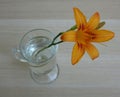 Daylily flower in a glass of water