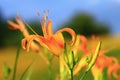 blooming Daylily or Hemerocallis fulva flower and buds with soft background
