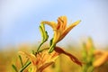 blooming Daylily or Hemerocallis fulva flowers and buds