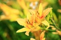 blooming Daylily(Hemerocallis fulva,Orange Daylily) flowers Royalty Free Stock Photo