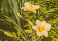 Blooming Daylily