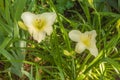 Blooming Daylily Winning Ways in garden