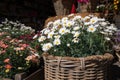 Blooming daysies Leucanthemum vulgare outdoor of the greek garden shop in springtime. Royalty Free Stock Photo
