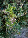 Blooming Dead nettle in natural environment. Medicinal herbs