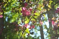 Blooming decorative apple tree. Bright pink flowers in sunny day