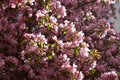 Blooming decorative apple tree. Malus Niedzwetzkyana.