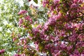 Blooming of decorative apple tree. Malus Niedzwetzkyana. Spring garden.