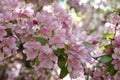 Blooming decorative apple tree. Pink flowers in spring day