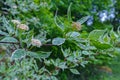 Blooming decorative shrub Deren white (Cornus alba). Royalty Free Stock Photo