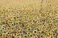 Blooming decorative sunflowers. Background