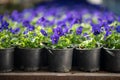 Blooming blue pansy viola flower in plastic pot cultivated in greenhouse or nursery plant Royalty Free Stock Photo