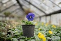 Blooming blue pansy viola flower in pot cultivated in greenhouse or nursery Royalty Free Stock Photo