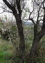 Blooming delicate flowers spring almonds on a blurry background of mountains