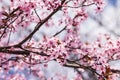 Blooming delicate pink flowers in early spring Blut-Pflaume. Prunus cerasifera \'Nigra\', Familie: Rosaceae.