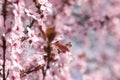 Blooming delicate pink flowers in early spring Blut-Pflaume. Prunus cerasifera \'Nigra\', Familie: Rosaceae.