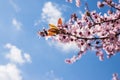 Blooming delicate pink flowers in early spring Blut-Pflaume. Prunus cerasifera \'Nigra\', Familie: Rosaceae.