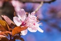 Blooming delicate pink flowers in early spring Blut-Pflaume. Prunus cerasifera \'Nigra\', Familie: Rosaceae.