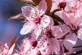 Blooming delicate pink flowers in early spring Blut-Pflaume. Prunus cerasifera \'Nigra\', Familie: Rosaceae.