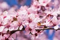 Blooming delicate pink flowers in early spring Blut-Pflaume. Prunus cerasifera \'Nigra\', Familie: Rosaceae.