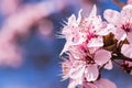 Blooming delicate pink flowers in early spring Blut-Pflaume. Prunus cerasifera \'Nigra\', Familie: Rosaceae.