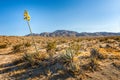 Blooming desert agave in the Anza Borrego State Park, Caifornia Royalty Free Stock Photo