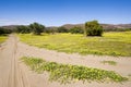 Blooming desert in Namibia