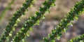 Blooming desert ocotillo