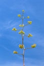 Blooming desert plant in sonora desert museum