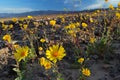 Blooming desert sunflowers (Geraea canescens), Death Valley National Park, USA Royalty Free Stock Photo