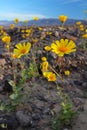 Blooming desert sunflowers (Geraea canescens), Death Valley National Park, USA Royalty Free Stock Photo