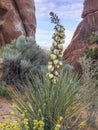 Blooming Desert Yucca - Arches National Park Royalty Free Stock Photo