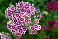 Blooming Dianthus barbatus, sweet william flower