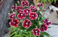 Blooming dianthus chinensis or China Pink flowers in a garden.