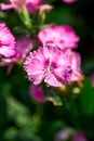 Blooming Dianthus flowers growing in the garden