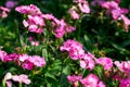 Blooming Dianthus flowers growing in the garden