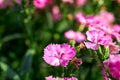 Blooming Dianthus flowers growing in the garden