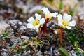 Blooming Diapensia obovata. Tundra plants. Royalty Free Stock Photo