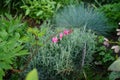 Blooming Dicentra spectabilis in May. Berlin, Germany