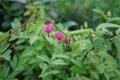Blooming Dicentra spectabilis in May. Berlin, Germany