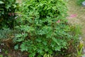 Blooming Dicentra spectabilis in May. Berlin, Germany