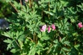 Blooming Dicentra spectabilis in May. Berlin, Germany