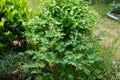 Blooming Dicentra spectabilis in May. Berlin, Germany