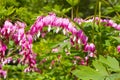 Blooming Dicentra Spectabilis of the Papaveraceae family. Popular name Bleeding Heart, Pink purple flowers in the shape of a heart Royalty Free Stock Photo