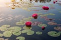 Blooming different plant variety of nympheas in the pond. Water lily flower in lake Royalty Free Stock Photo