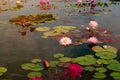 Blooming different plant variety of nympheas in the pond. Water lily flower in lake Royalty Free Stock Photo