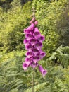 Blooming digitalis or foxglove flower in the open field surround Royalty Free Stock Photo